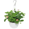 Plantiflor Erdbeeren-Ampel Topf Durchmesser 19 cm