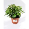 Plantiflor Ficus Green Kinky 30 cm T12