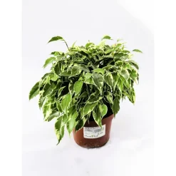 Plantiflor Ficus Kinky 30-35 cm gelb-bunt T12