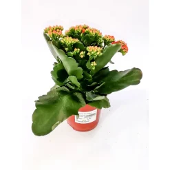 Plantiflor Flammendes Käthchen Calandiva T11