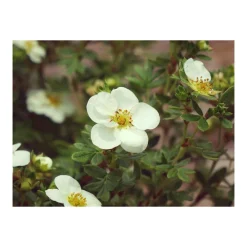 Plantiflor Fünffingerstrauch Creme Brulee Topf Durchmesser 20 cm