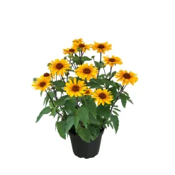 Plantiflor Garten-Sonnenauge C3