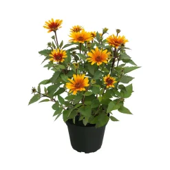 Plantiflor Garten-Sonnenauge C3