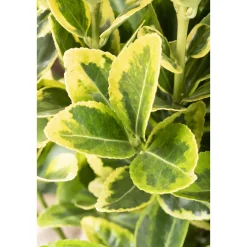 Plantiflor Gelbbunter Japanspindel Aureo-Marginatus Topf Durchmesser 15 cm