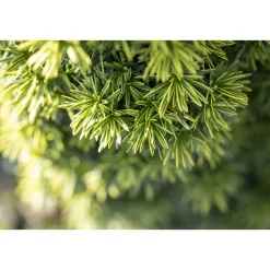 Plantiflor Gelbe Säuleneibe Fastigiata Aurea Topf Durchmesser 17 cm