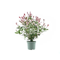 Plantiflor Glanzmispel Compacta Topf Durchmesser 23 cm