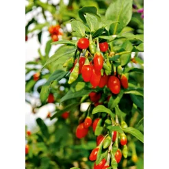 Plantiflor Goji Beere Topf Durchmesser 17 cm