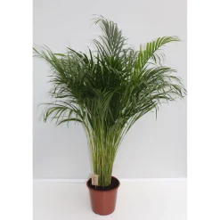 Plantiflor Goldfruchtpalme Topf Durchmesser 24 cm