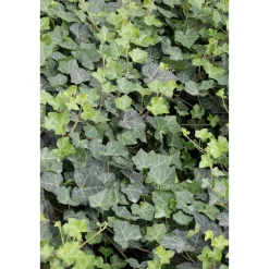 Plantiflor Großblättriger Irischer Efeu Topf Durchmesser 17 cm