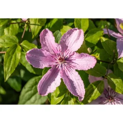 Plantiflor Großblumige Waldrebe Hagley Hybrid Topf Durchmesser 17 cm