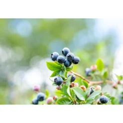 Plantiflor Heidelbeere Topf Durchmesser 23 cm