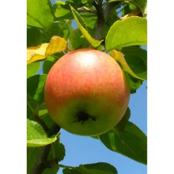 Plantiflor Herbstapfel Cox Orange Busch Topf Durchmesser 28 cm