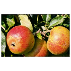Plantiflor Herbstapfel Cox Orange Busch Topf Durchmesser 28 cm