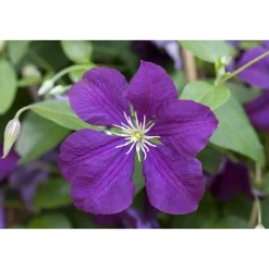Plantiflor Herbstblühende Waldrebe Etoile Violett Topf Durchmesser 17 cm