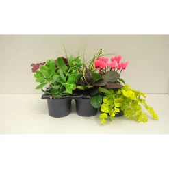 Plantiflor Herbstgarten 6er-Pack Topf Durchmesser 9 cm