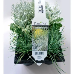 Plantiflor Herbstpflanzen Silberner Herbst 6er-Pack