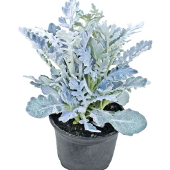 Plantiflor Herbstpflanzen Silberner Herbst 6er-Pack