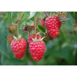 Plantiflor Himbeere Willamette Topf Durchmesser 17 cm