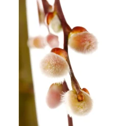 Plantiflor Hängekätzchenweide Topf Durchmesser 17 cm