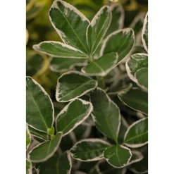 Plantiflor Japanischer Spindelstrauch Albomarginatus Topf Durchmesser 15 cm