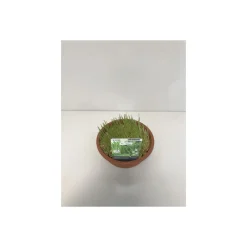 Plantiflor Katzengras T16