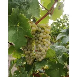 Plantiflor Kernlose Weintraube Gelbe Beeren Topf Durchmesser 19 cm