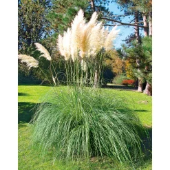 Plantiflor Kleines Pampasgras Pumila Topf Durchmesser 23 cm