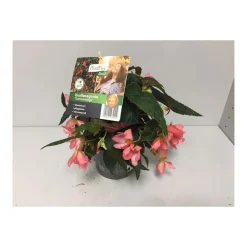 Plantiflor Knollenbegonie Summerwings T12