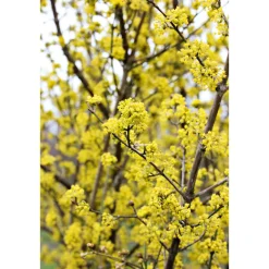 Plantiflor Kornelkirsche Kost und Logis Topf Durchmesser 23 cm