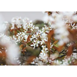 Plantiflor Kupfer-Felsenbirne Topf Durchmesser 19 cm