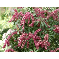 Plantiflor Lavendelheide Passion Topf Durchmesser 17 cm