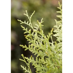 Plantiflor Lebensbaum Brabant Topf Durchmesser 17 cm