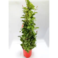 Plantiflor Mandevilla Pyramide Topf Durchmesser 17 cm