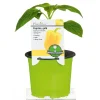 Plantiflor Meisterklasse Paprika gelb Satrapo Topf Durchmesser 11 cm