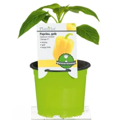Plantiflor Meisterklasse Paprika gelb Satrapo Topf Durchmesser 11 cm