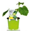 Plantiflor Meisterklasse Snackgurke Sultan Topf Durchmesser 11 cm