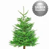 Plantiflor Nordmanntanne Silber-Qualität 150-190 cm