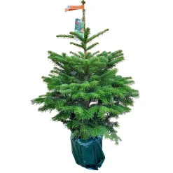 Plantiflor Nordmanntanne topfgewachsen 100-120 cm