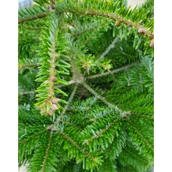 Plantiflor Nordmanntanne topfgewachsen 100-120 cm