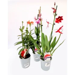 Plantiflor Orchideen-Mix 2-Trieber