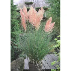 Plantiflor Pampasgras Rosea Topf Durchmesser 17 cm