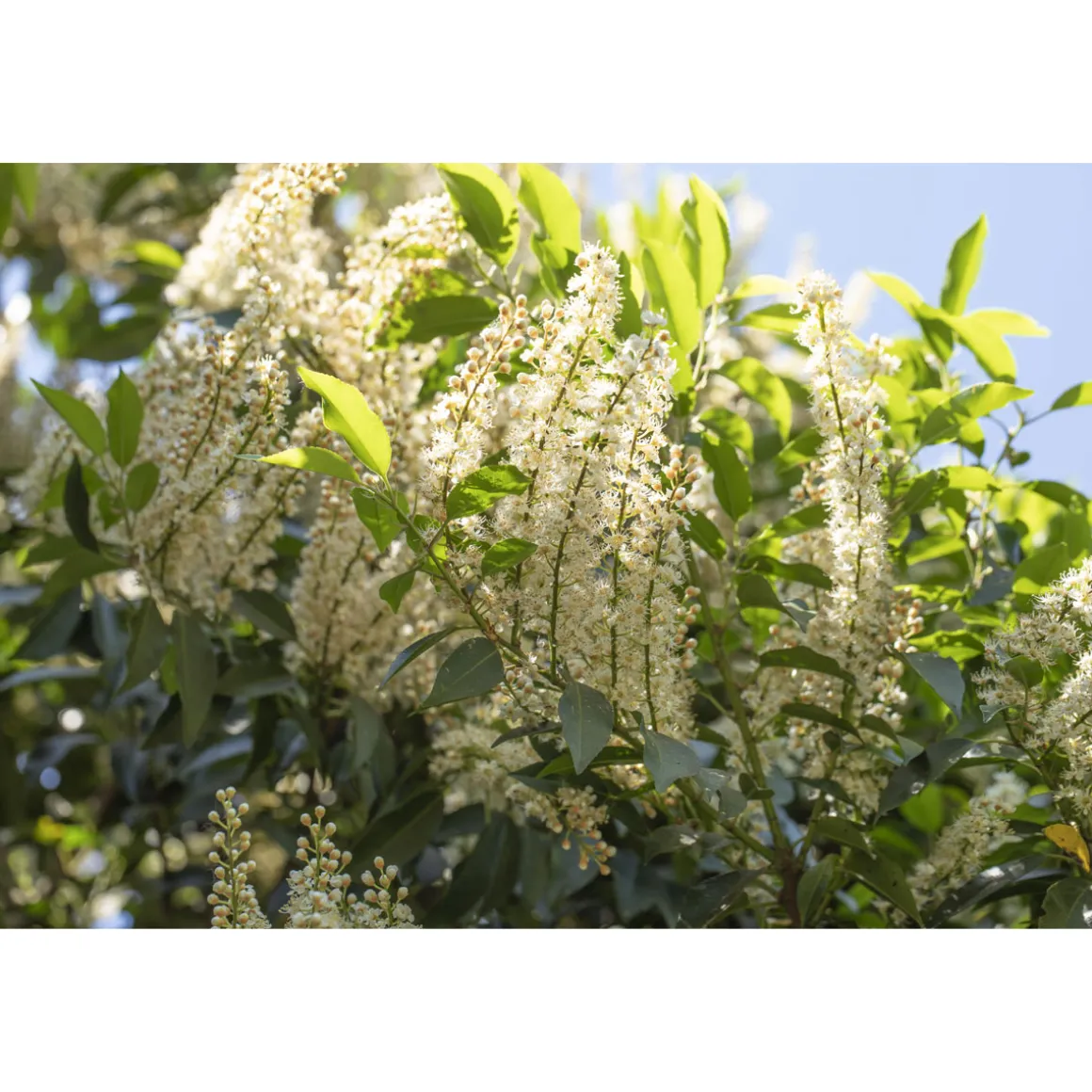 Plantiflor Portugiesische Lorbeerkirsche Angustifolia Topf Durchmesser 17 cm