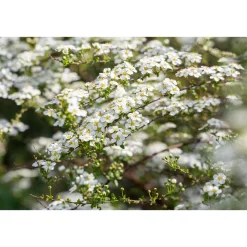 Plantiflor Prachtspiere Topf Durchmesser 19 cm