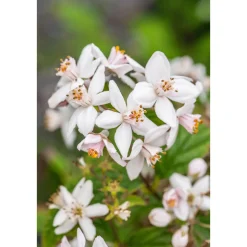 Plantiflor Rosendeutzie Mont Rose Topf Durchmesser 19 cm