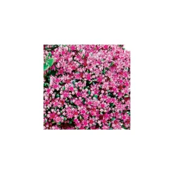 Plantiflor Rotblütenkrassel Topf Durchmesser 12 cm