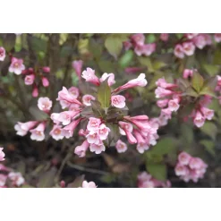 Plantiflor Rotblättrige Weigelie Purpurea Topf Durchmesser 19 cm