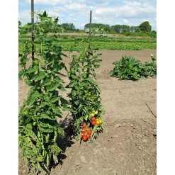 Plantiflor Runde Tomate Harzfeuer Topf Durchmesser 11 cm