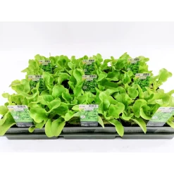 Plantiflor Salatjungpflanze Eichblatt 6er-Tray