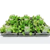 Plantiflor Salatjungpflanze Eissalat 6er-Tray
