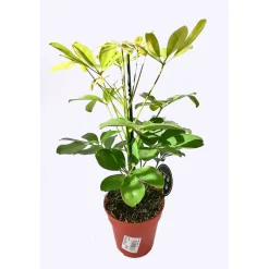 Plantiflor Schefflera 40 cm verschiene Sorten T13